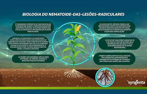 Milho: alerta para os problemas causados por nematoides | Portal Syngenta