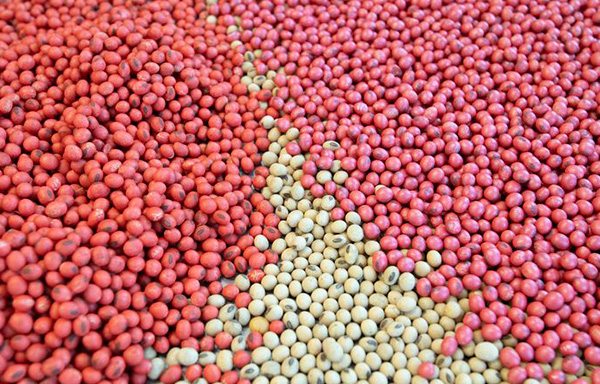 Tratamento de Sementes